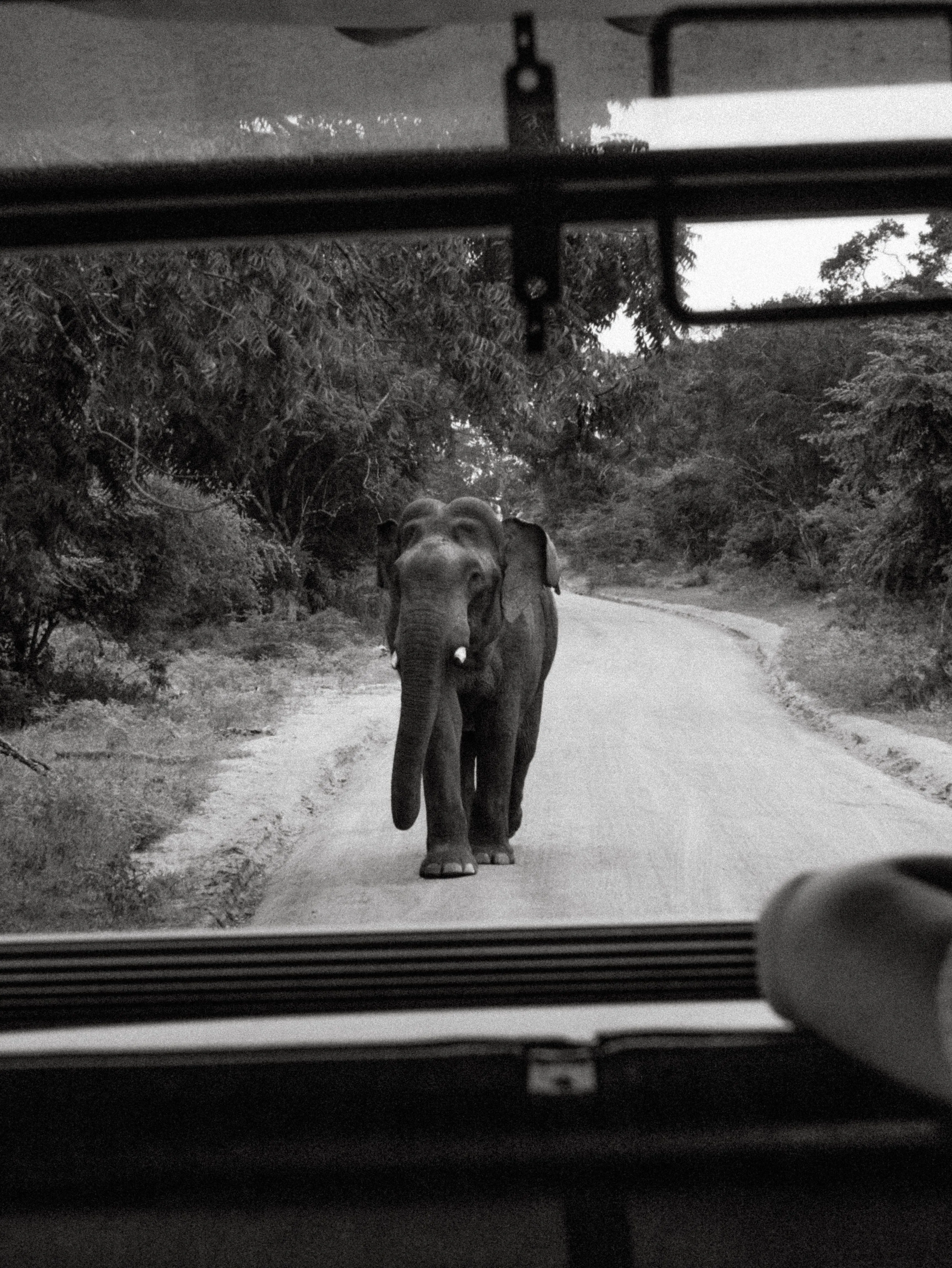 An elephant walking down the park track towards the jeep
