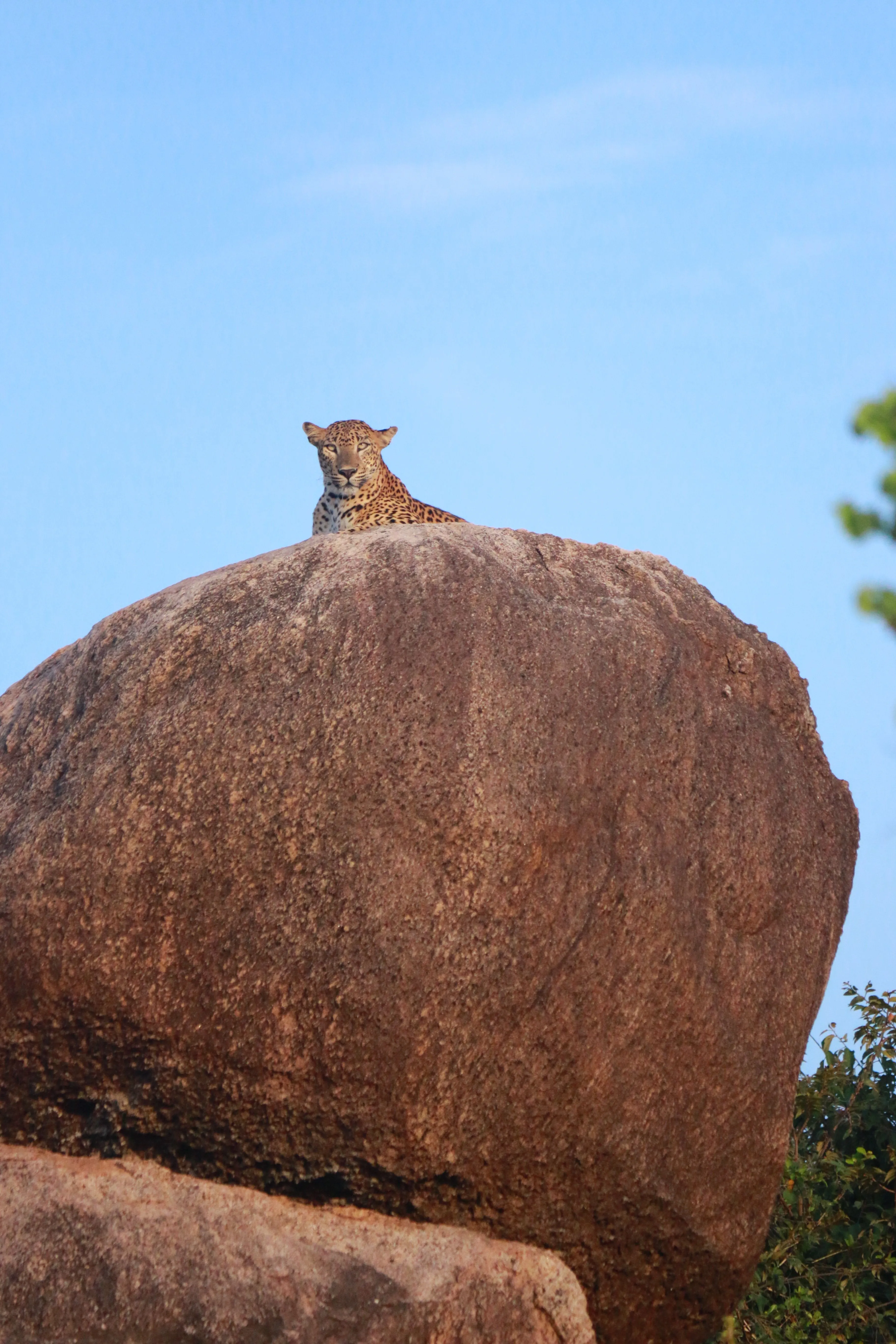 A leopard resting on a granite boulder against the sky