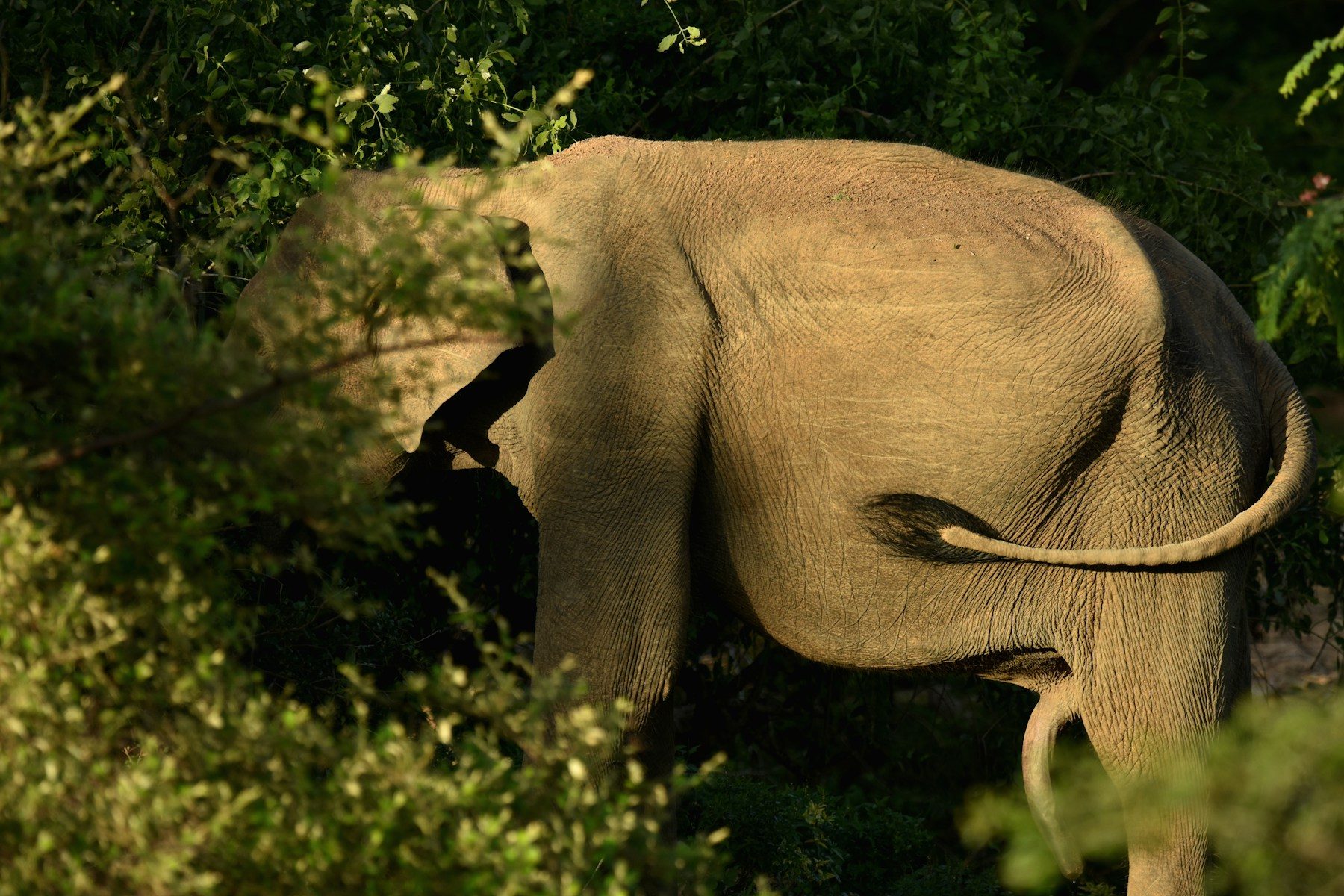 An elephant moving through the dry forest