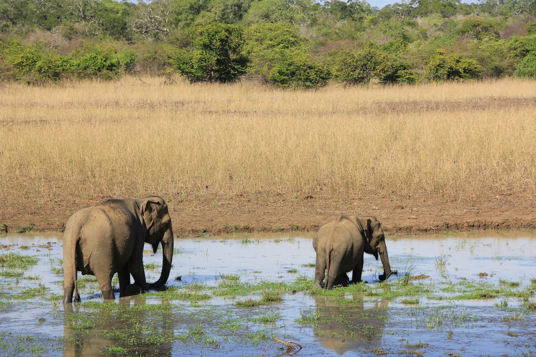 Elephants gathered at a waterhole