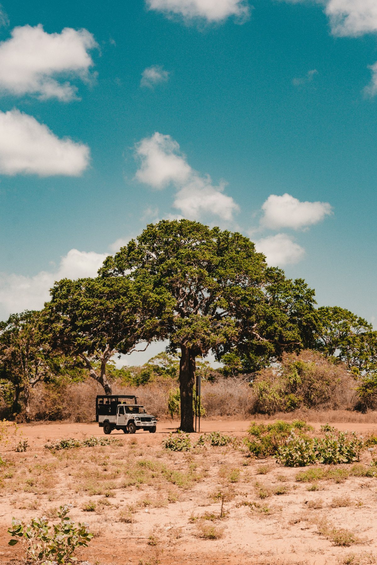 Our jeep beneath a large tree in Yala at dusk