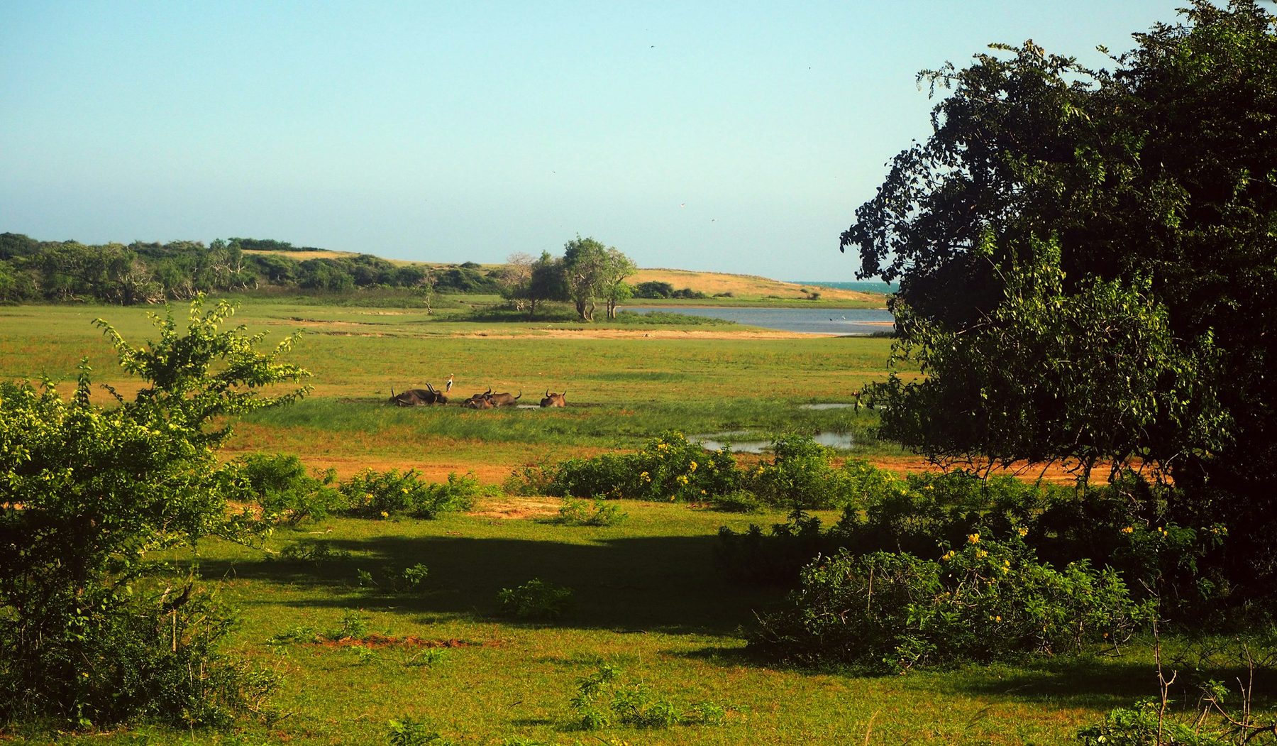 Evening light over the lagoons and rock outcrops of Yala